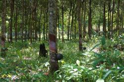 Rubber tapping near Total Yadana-Yetagun gas pipelines. By HO Pik Lam Theodora, 2017.