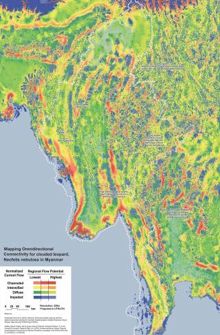 Mapping omnidirectional connectivity for clouded leopard, neofelis nebulosa in Myanmar. By Man Pak Him Jay, 2021.