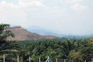 Oil palm plantations on unsuitable slopes in southern Myanmar. By Ashley Scott Kelly, 2016.
