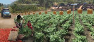 Strategies for managing wildlife corridors in Tanintharyi. By PANG Tsz Yung Kity, 2015.